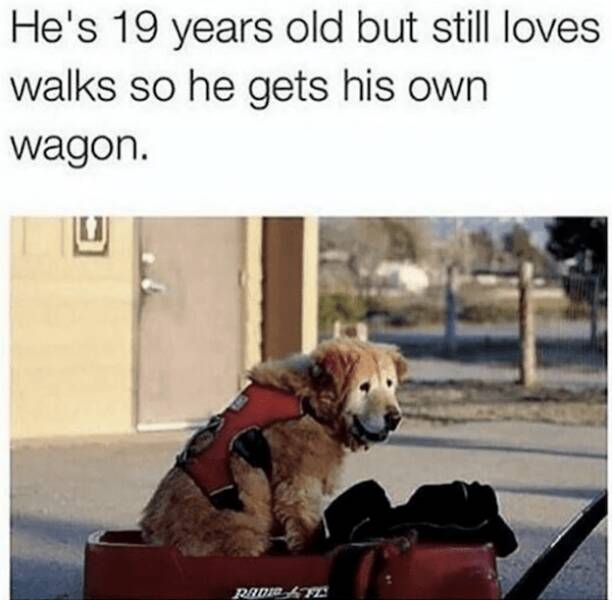 Memes Every Dog Lover Will Relate To