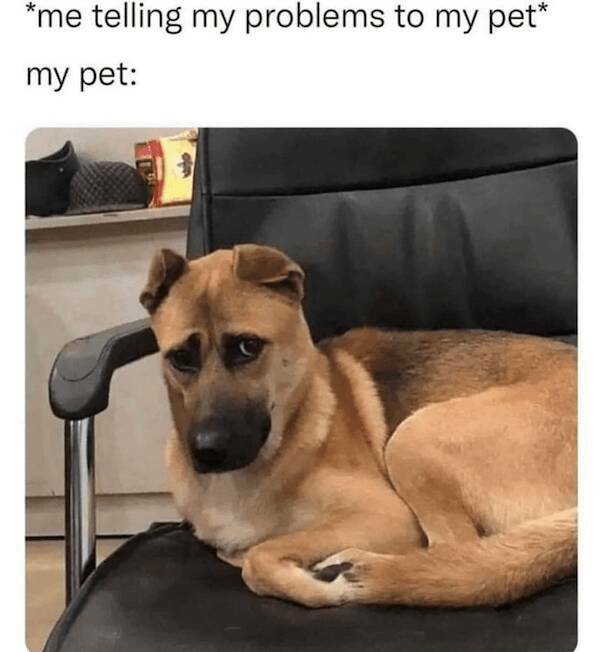 Memes Every Dog Lover Will Relate To