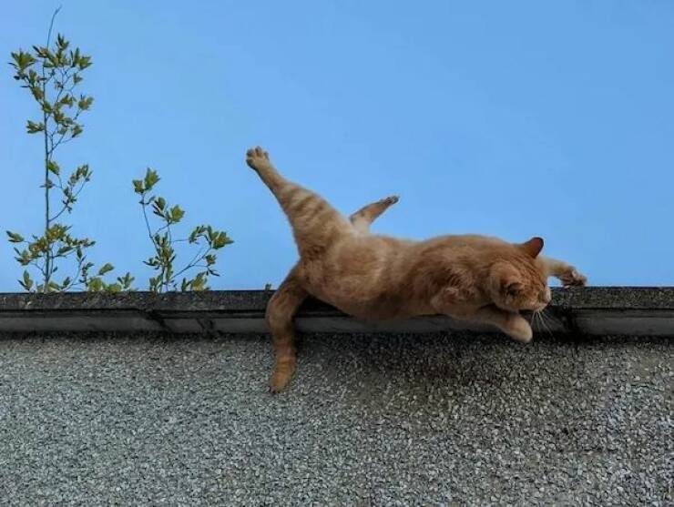 Daily Picdump