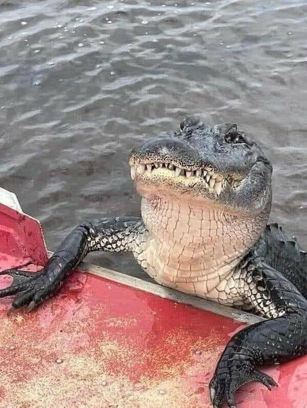 Daily Picdump