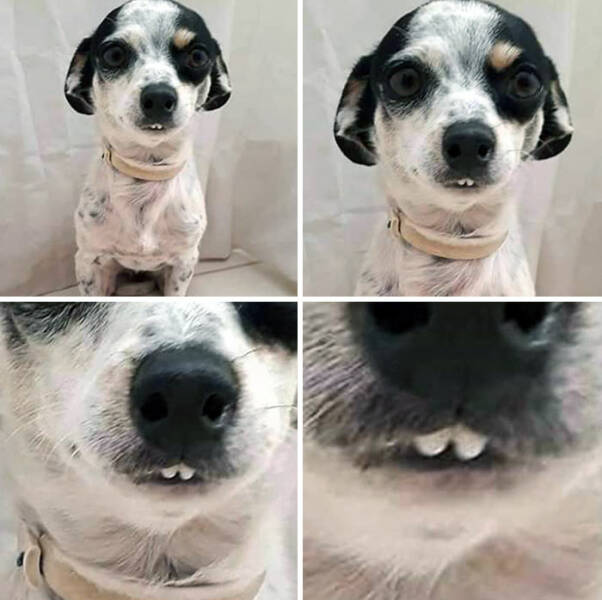 Derpy Animals That Stole Our Hearts