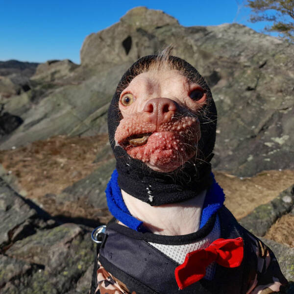 Derpy Animals That Stole Our Hearts