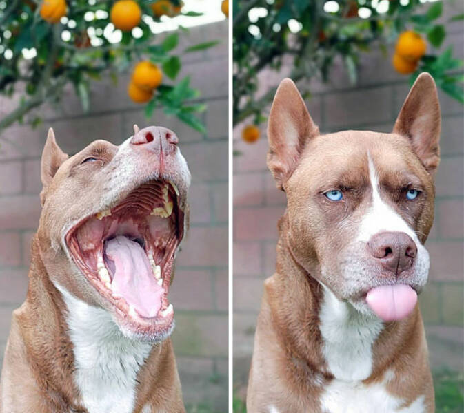 Derpy Animals That Stole Our Hearts