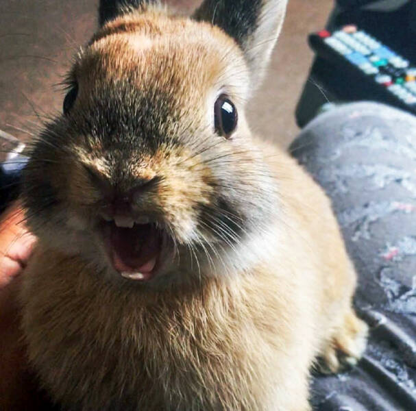 Derpy Animals That Stole Our Hearts