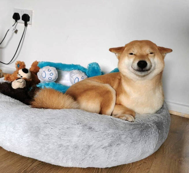 Derpy Animals That Stole Our Hearts