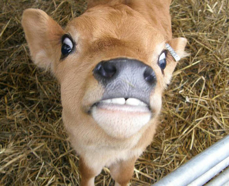 Derpy Animals That Stole Our Hearts
