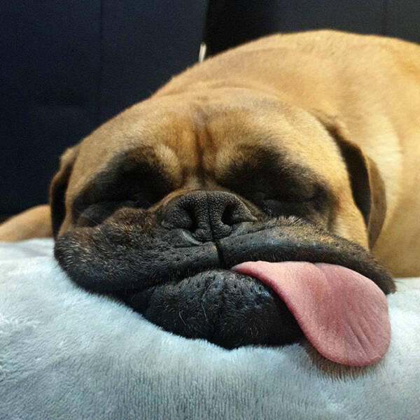 Derpy Animals That Stole Our Hearts