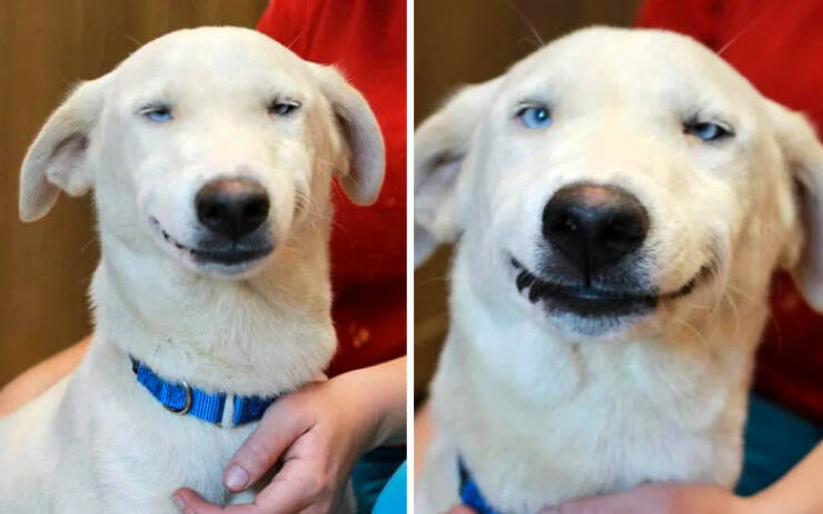 Derpy Animals That Stole Our Hearts
