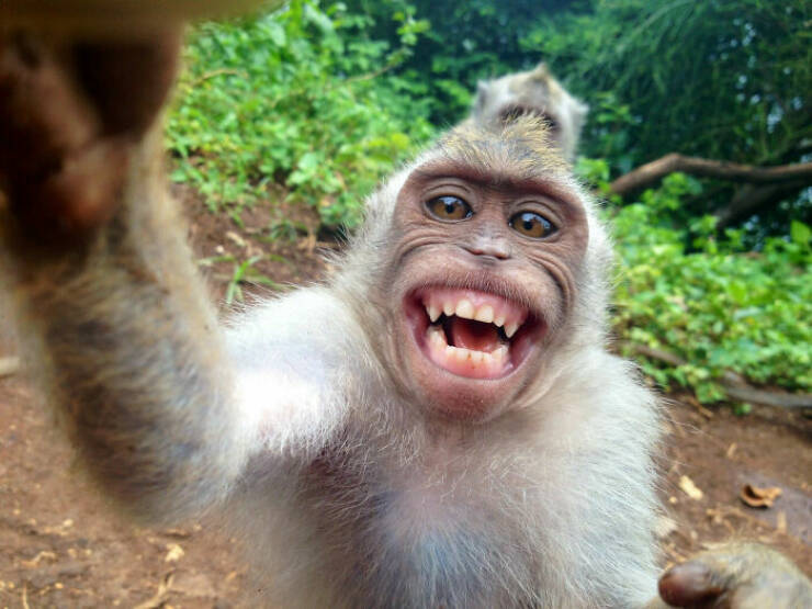 Derpy Animals That Stole Our Hearts