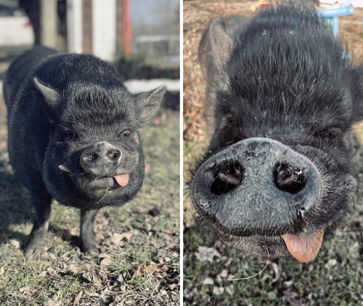 Derpy Animals That Stole Our Hearts