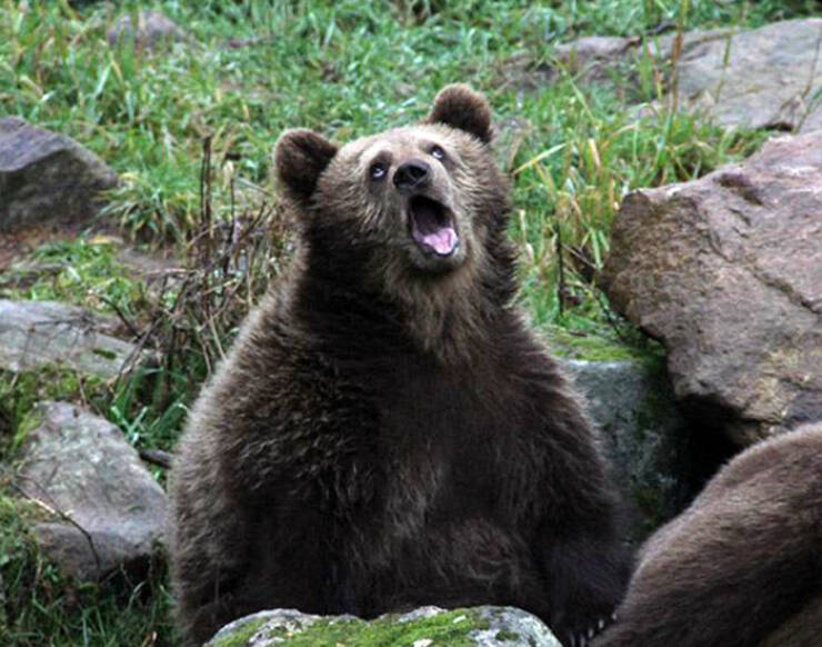 Derpy Animals That Stole Our Hearts