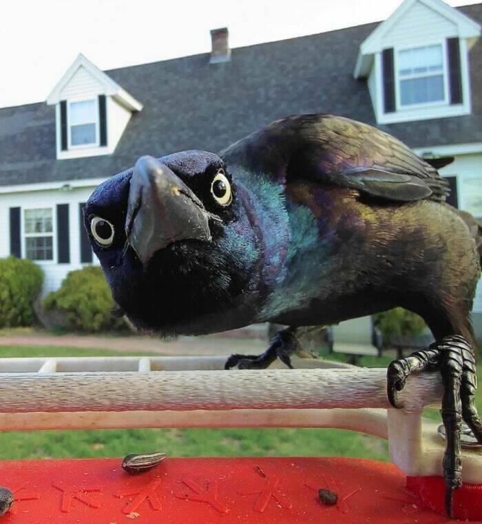 Derpy Animals That Stole Our Hearts