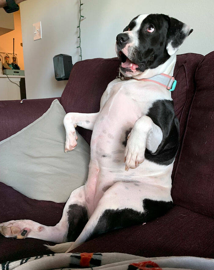 Derpy Animals That Stole Our Hearts