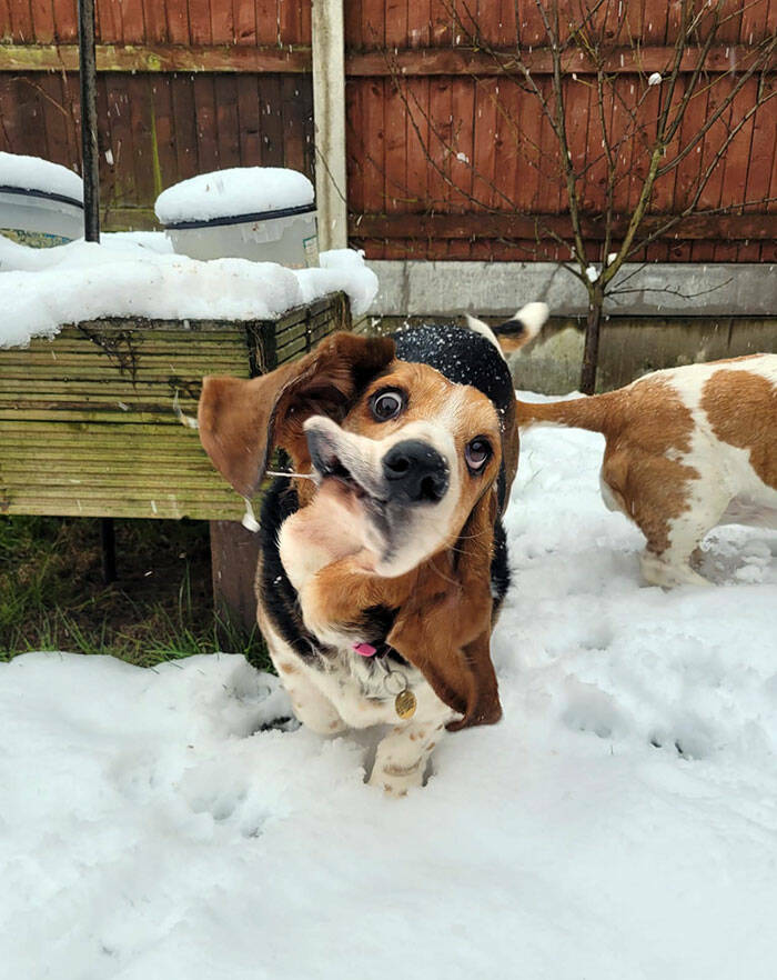Derpy Animals That Stole Our Hearts