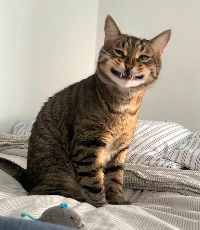 Derpy Animals That Stole Our Hearts