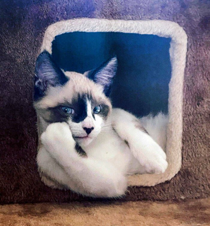 Derpy Animals That Stole Our Hearts
