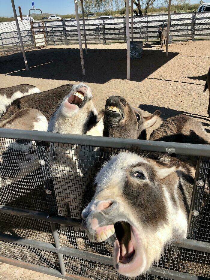 Derpy Animals That Stole Our Hearts