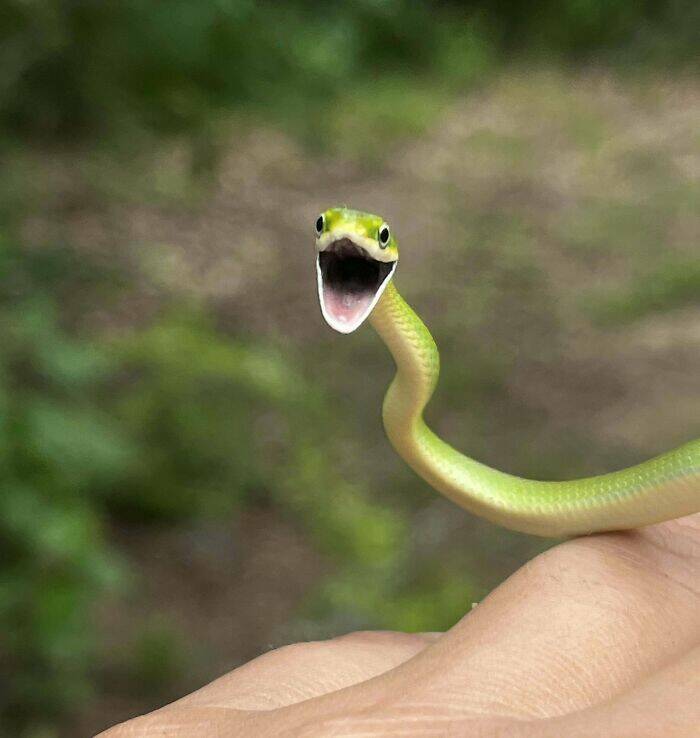 Derpy Animals That Stole Our Hearts