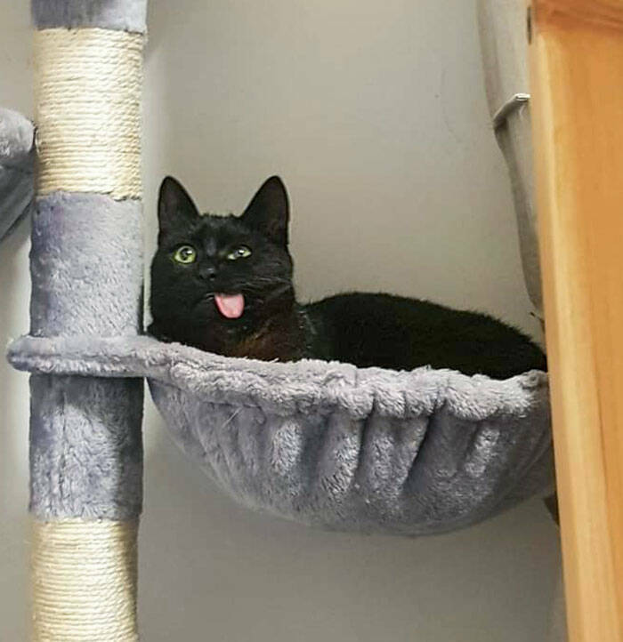 Derpy Animals That Stole Our Hearts