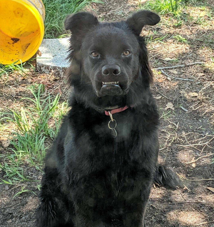 Derpy Animals That Stole Our Hearts