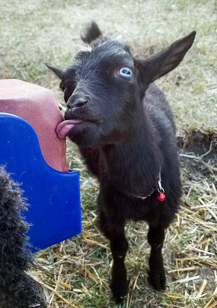 Derpy Animals That Stole Our Hearts