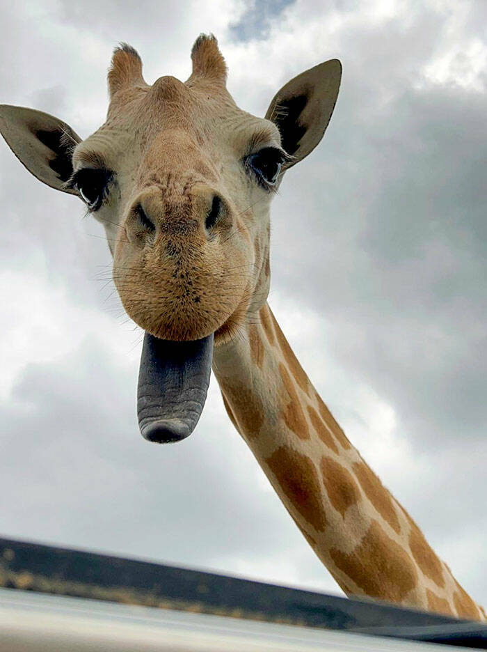Derpy Animals That Stole Our Hearts