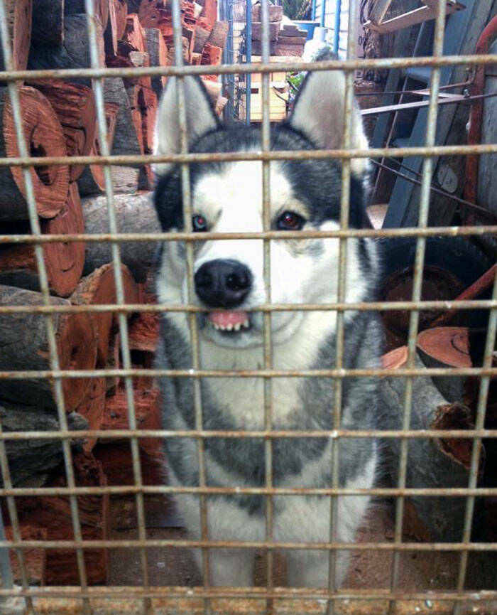 Derpy Animals That Stole Our Hearts