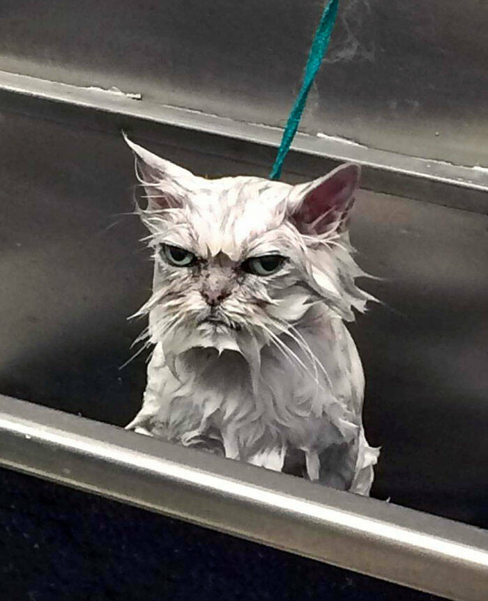 Derpy Animals That Stole Our Hearts