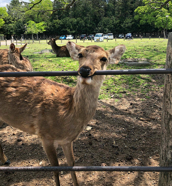 Derpy Animals That Stole Our Hearts