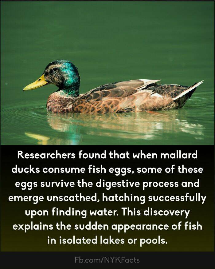 Too Interesting To Ignore: Random Facts That Will Wow You