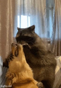 Daily Gifdump