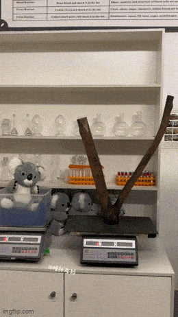 Morning Gifdump
