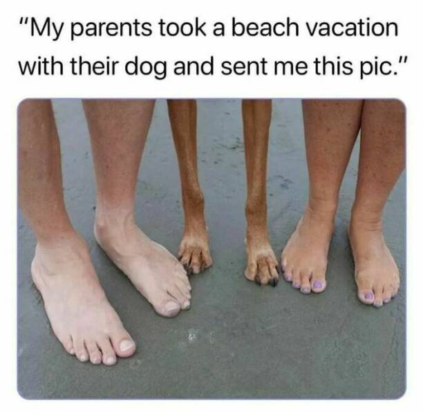 Paw-some Dog Memes To Brighten Your Day