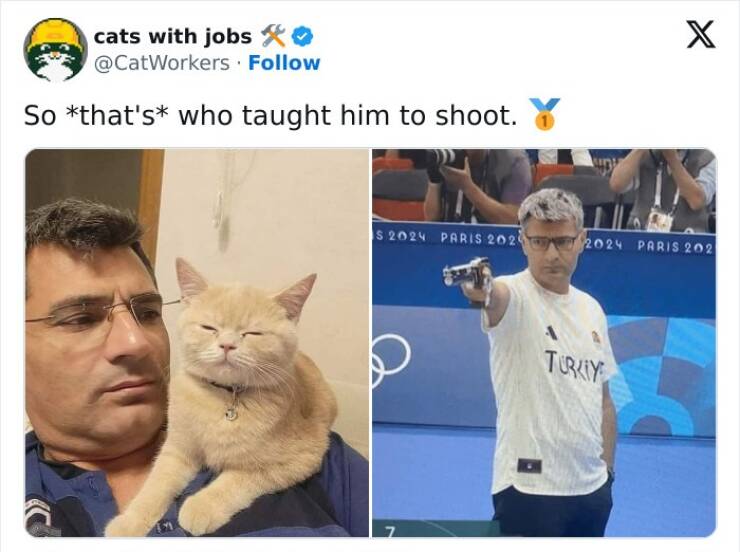 Funny Photos Of Cats On The Job