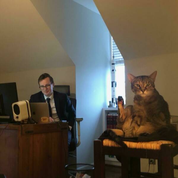 Funny Photos Of Cats On The Job