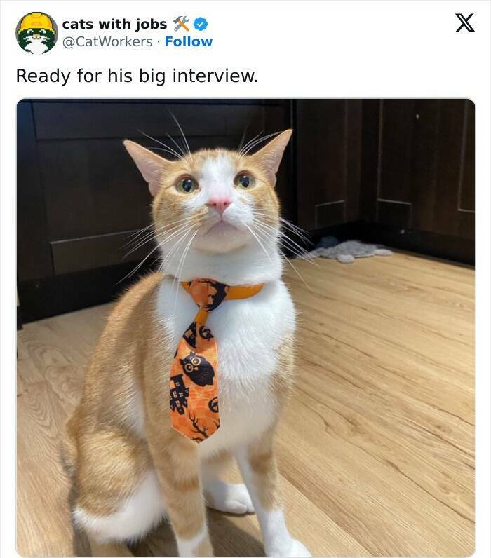 Funny Photos Of Cats On The Job