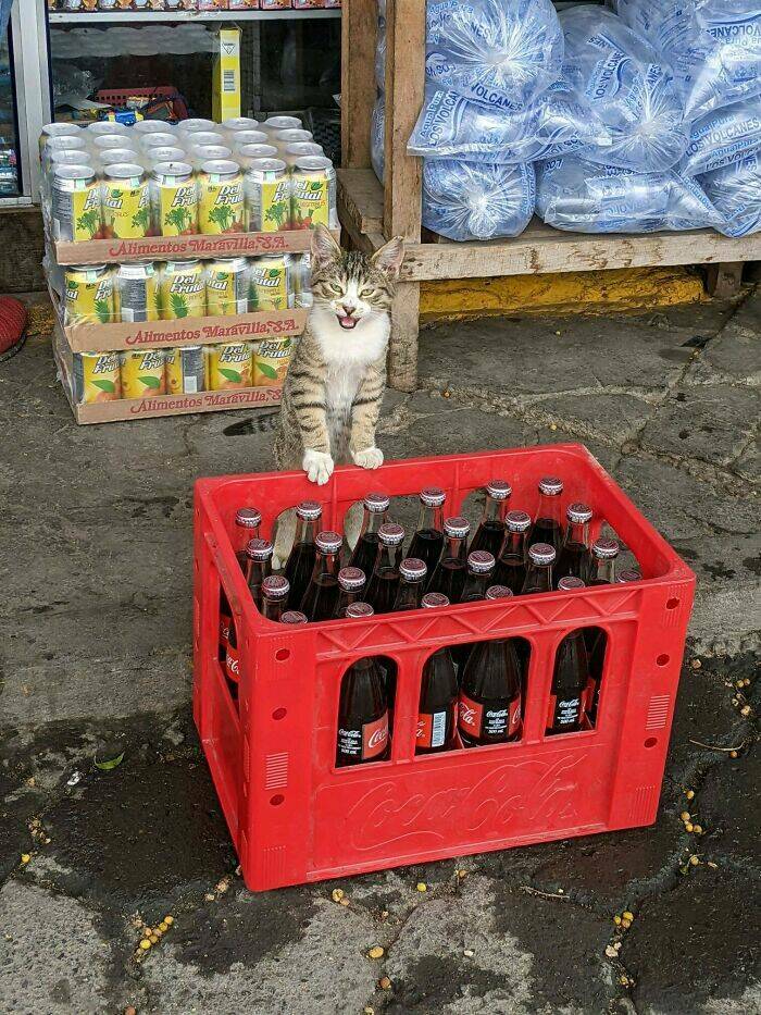 Funny Photos Of Cats On The Job