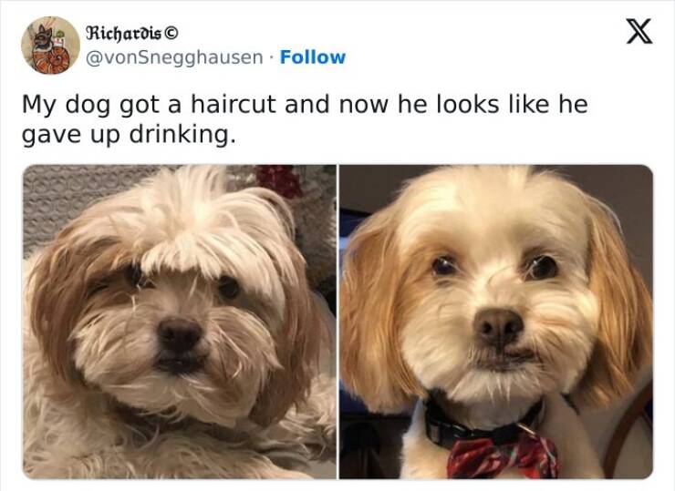 The Funniest Dog Posts On The Internet