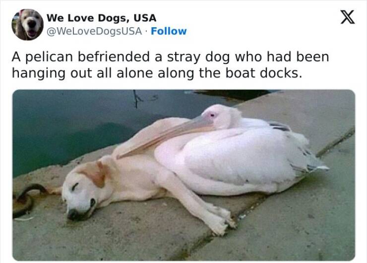 The Funniest Dog Posts On The Internet