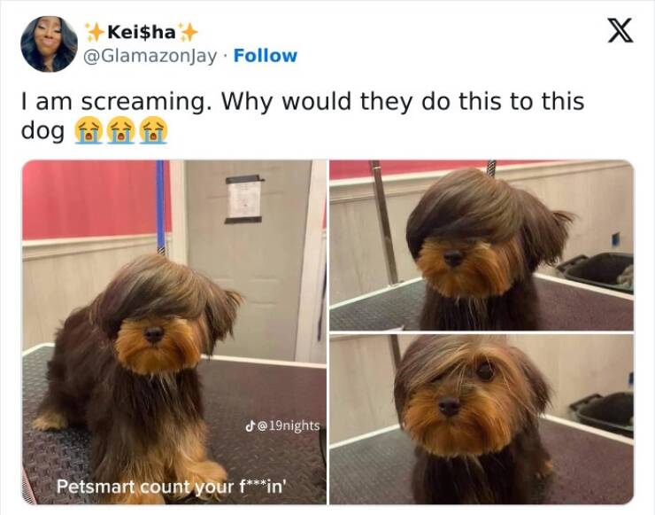 The Funniest Dog Posts On The Internet