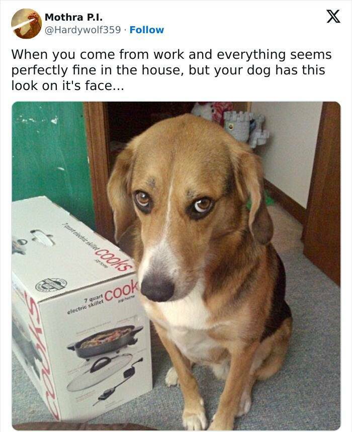 The Funniest Dog Posts On The Internet