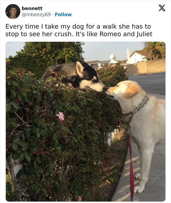 The Funniest Dog Posts On The Internet