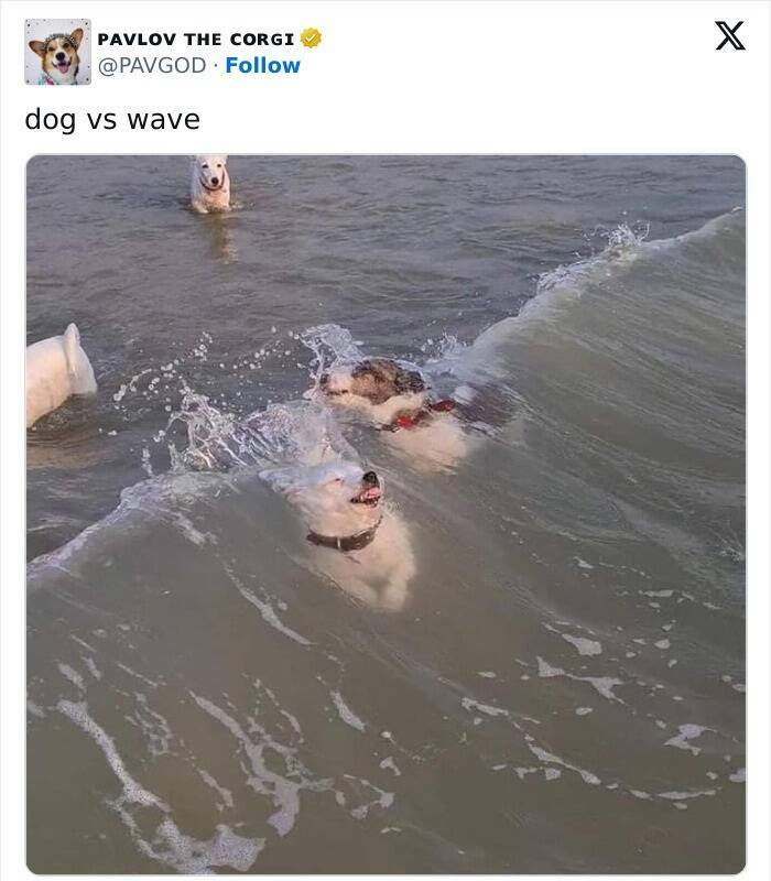 The Funniest Dog Posts On The Internet