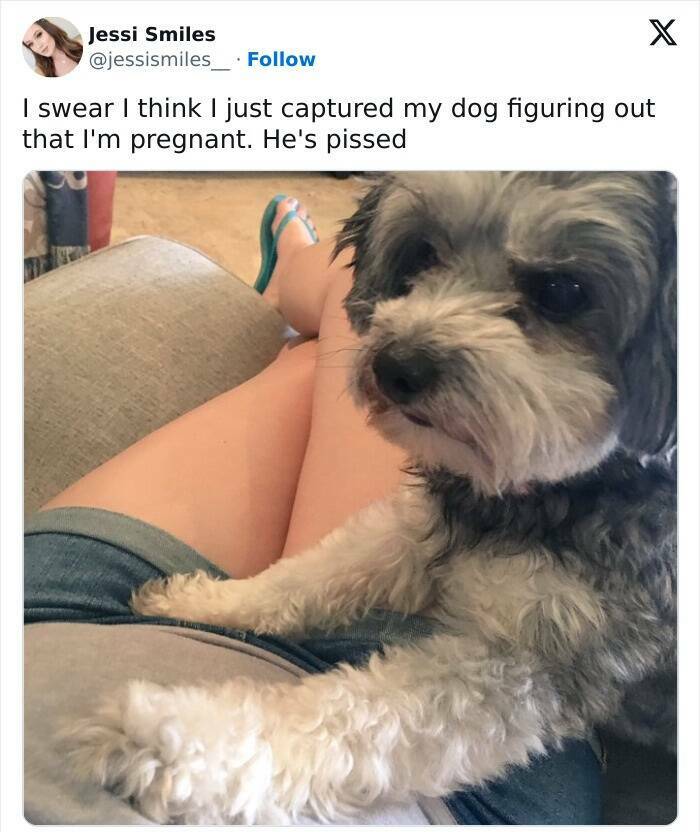 The Funniest Dog Posts On The Internet