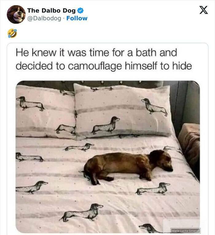 The Funniest Dog Posts On The Internet