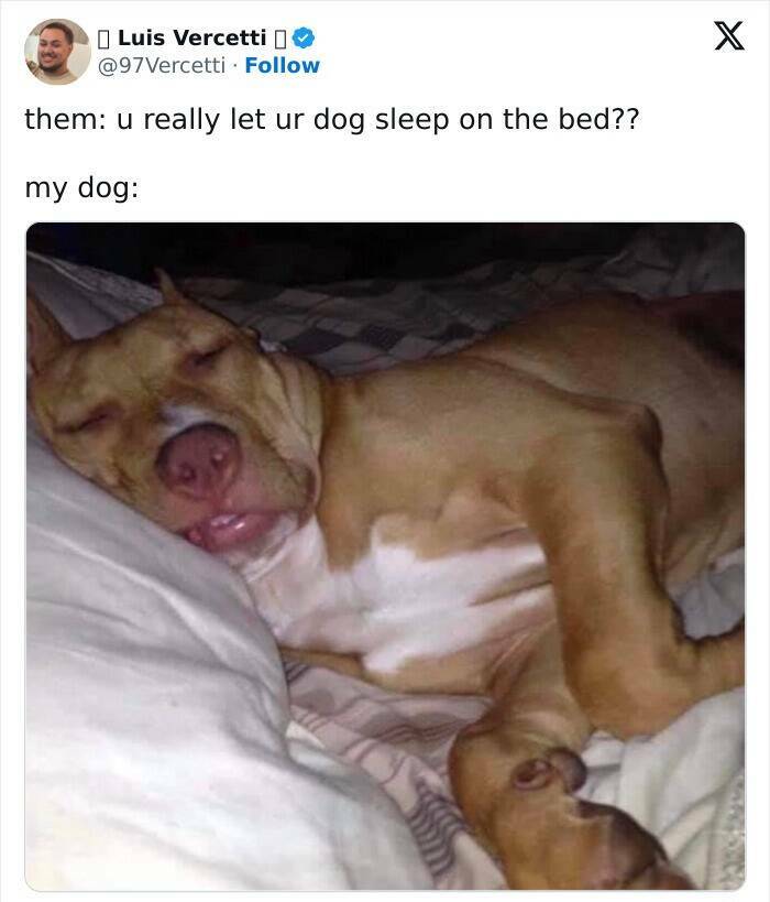 The Funniest Dog Posts On The Internet