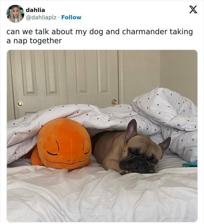 The Funniest Dog Posts On The Internet