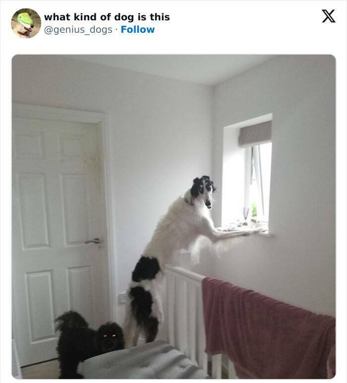 The Funniest Dog Posts On The Internet