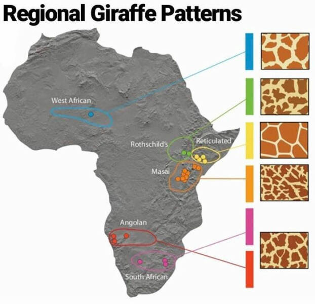 Amusing Yet Informative Charts To Explore