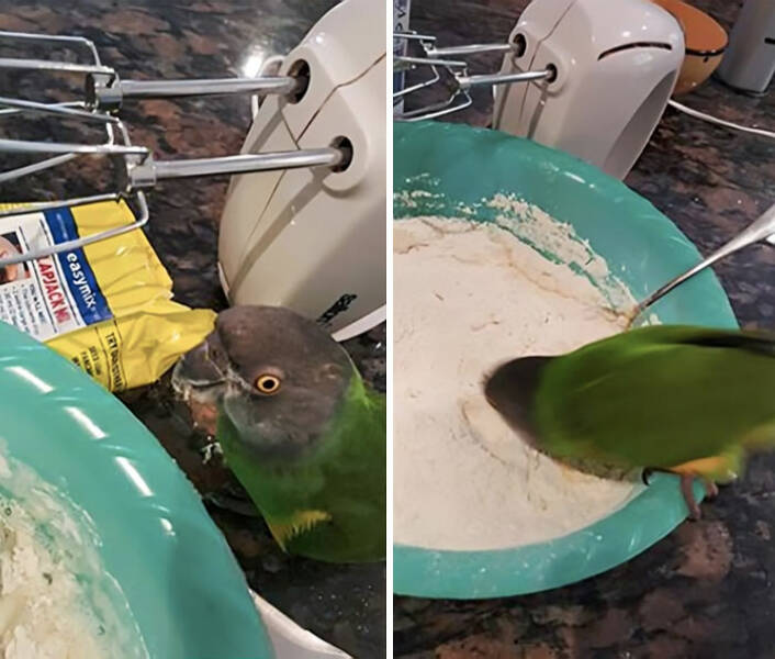 Pets Busted While Stealing Food